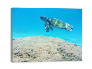 Turtle  Artwork Painting 