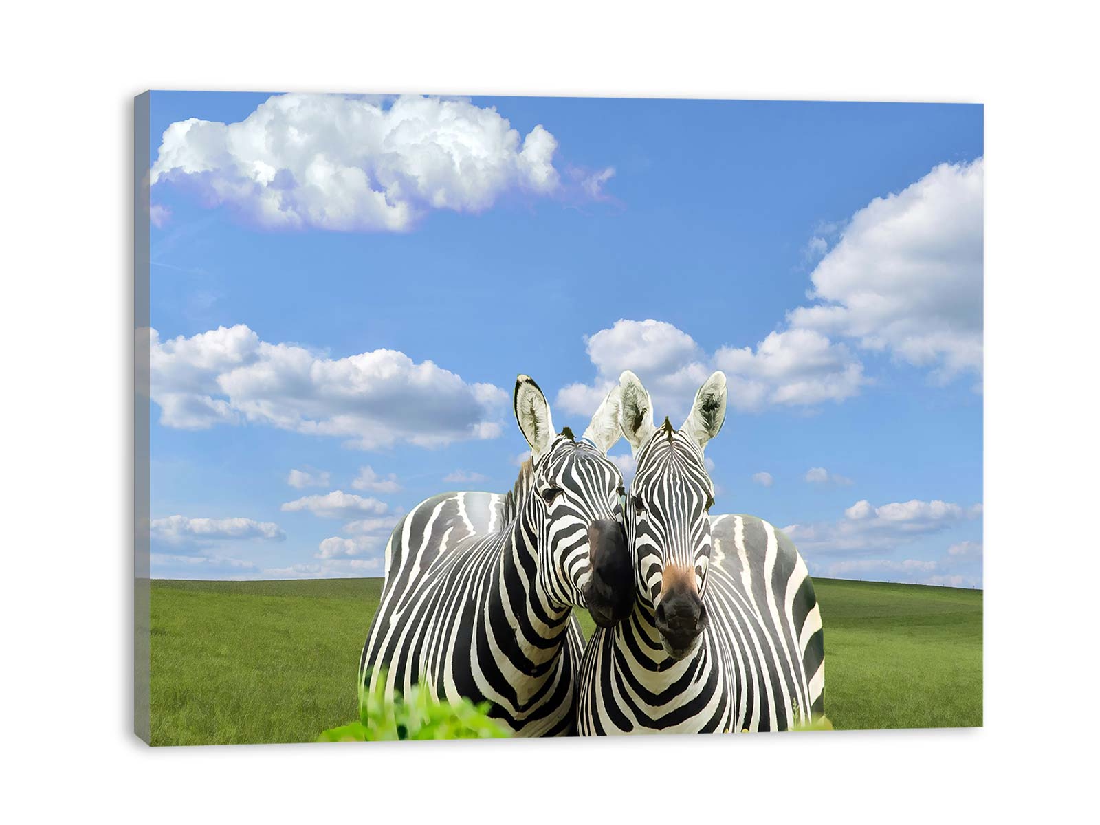 Black White Zebra Painting 