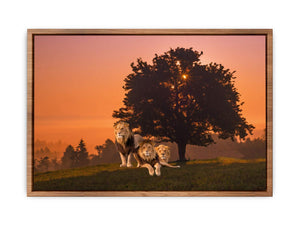 Three Lions Painting 