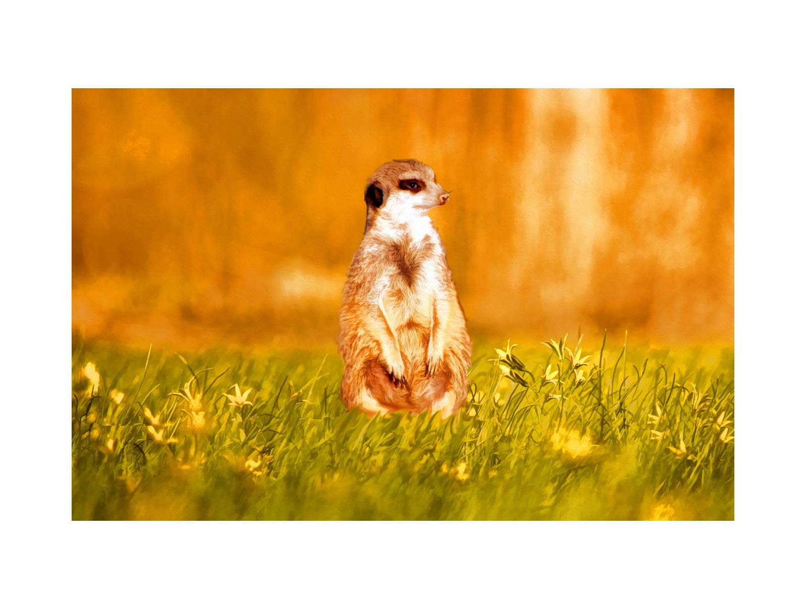 Standing Meerkat Painting
