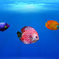 Colorfull Sea Fish Painting