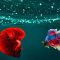 Colorfull Sea Fish Painting-1