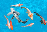 Group of Fishes Painting artwork preview