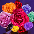 Colorfull Roses Painting