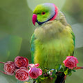 Parrot And Roses Painting