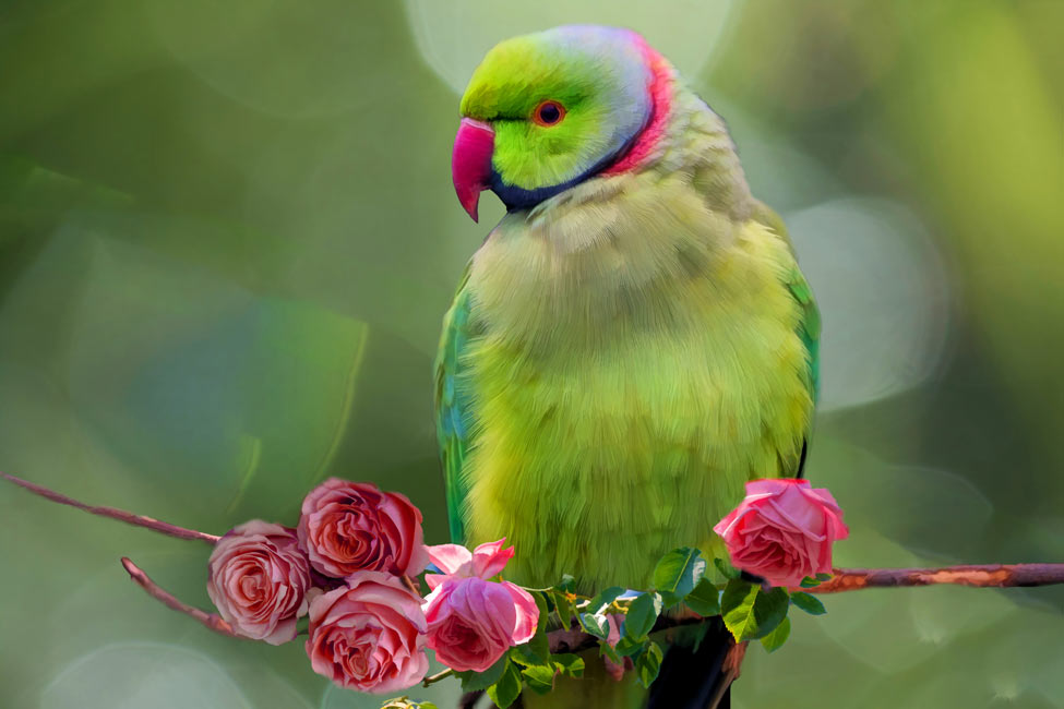 Parrot And Roses Painting
