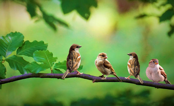 Four Bird Painting