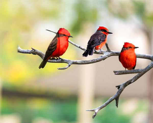 Colorful Birds Painting
