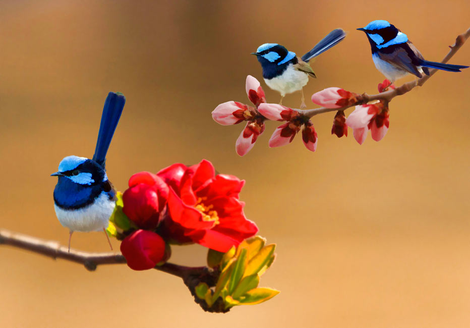 Blue Bird Painting