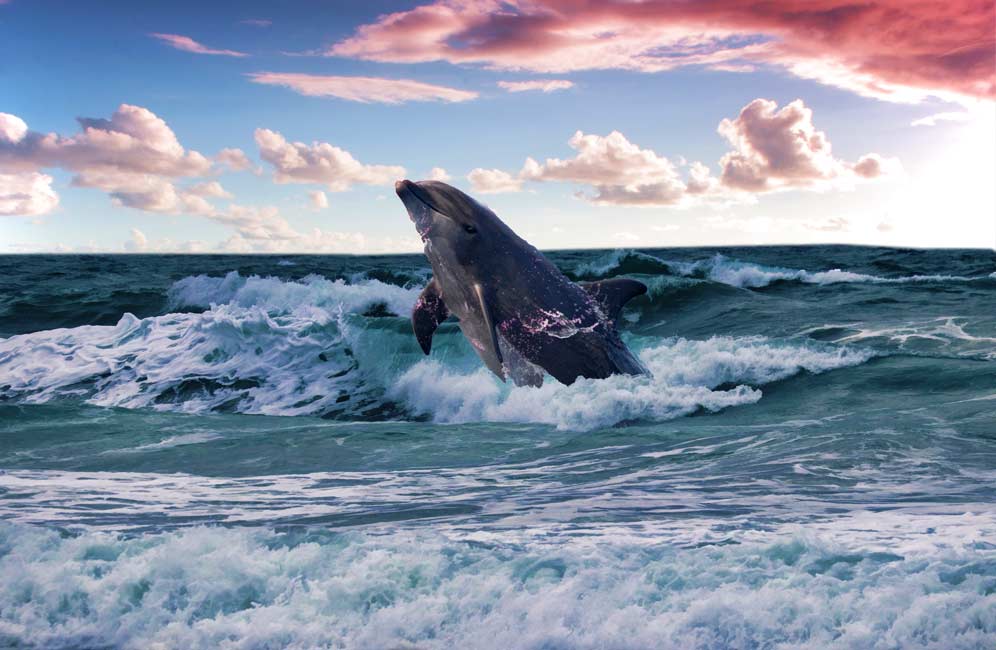 Grey Dolphin Painting