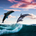 Black Dolphin Painting
