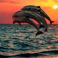 Four Dolphin dancing on water Painting