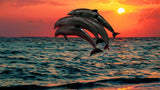 Four Dolphin dancing on water Painting artwork preview