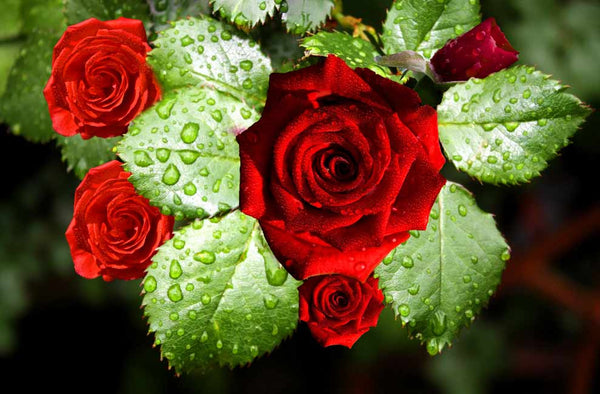 Red Roses Painting