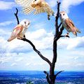 Owl Bird Painting