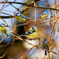 Five Bird Painting