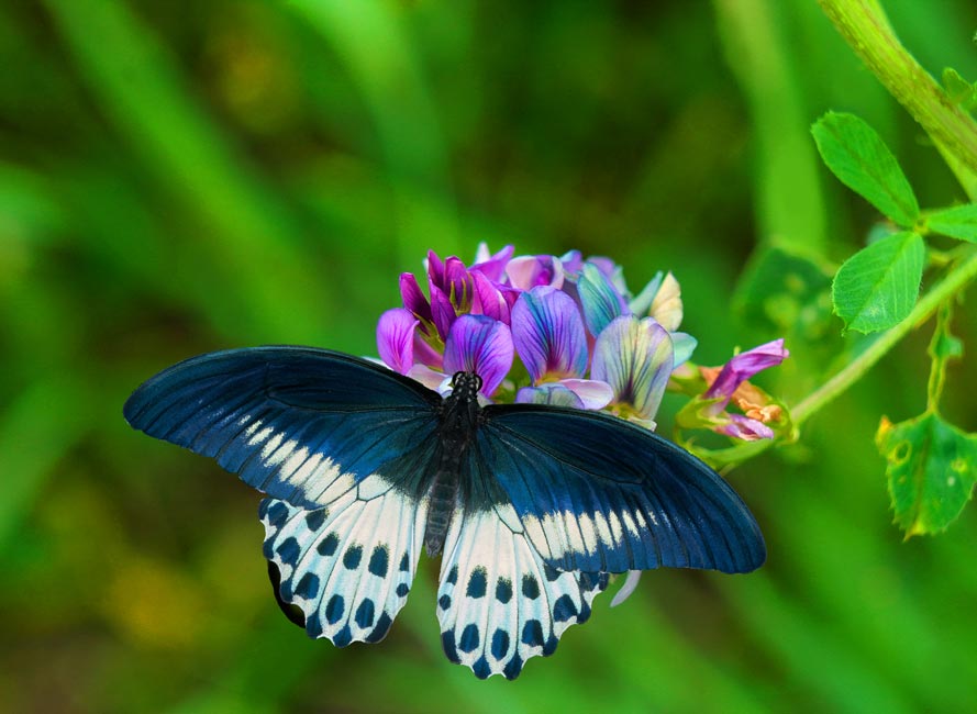 Butterfly On Flower Painting
