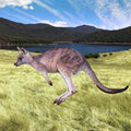 kangaroo Painting