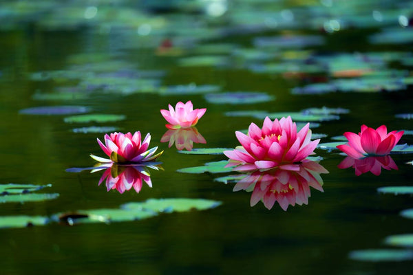 Lily Pink Flower Painting