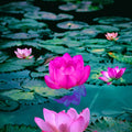 Lily Flower Leaf Painting