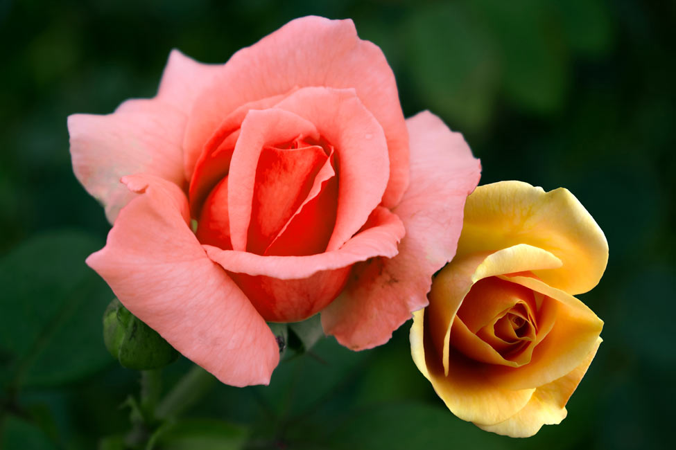 Pink And Yellow Rose Painting