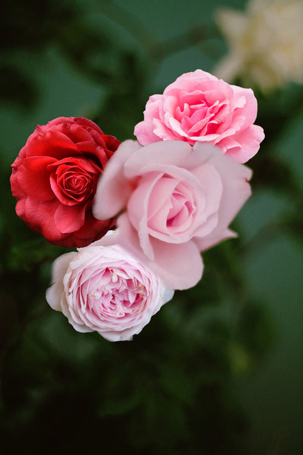 Pink And Red Rose Flower Painting