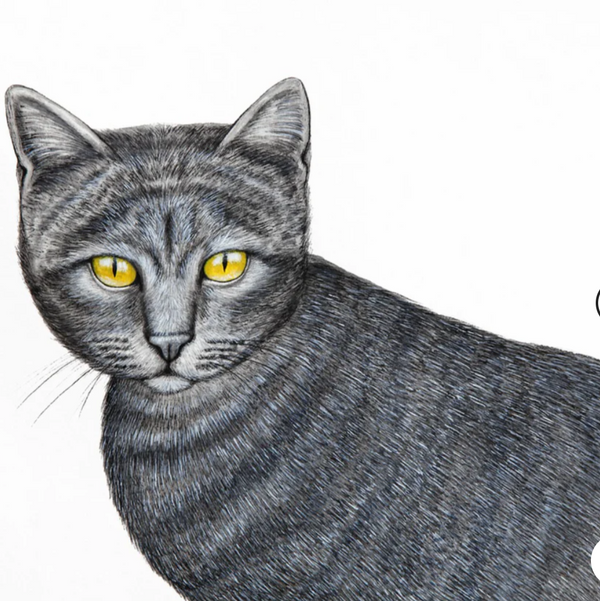 Pencil Painting 